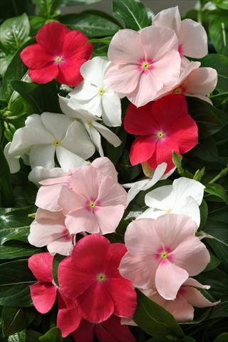 Foto fiore da  Basket vaso o aiuola Catharanthus roseus - Vinca Mediterranean Peach Colada Mix XP