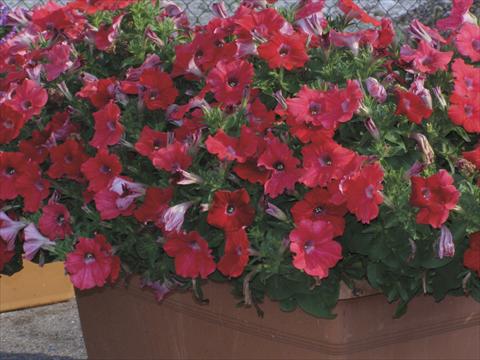 Foto fiore da  Vaso, aiuola, balcone, basket Petunia x hybrida Red Ray