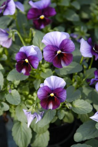 Foto fiore da  Vaso, aiuola, balcone Viola cornuta Caramella Ruby Beacon