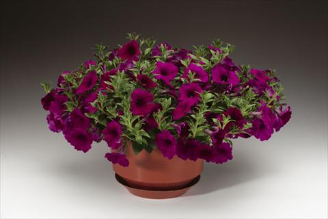 Foto fiore da  Vaso, aiuola, balcone, basket Petunia pendula Sanguna® Purple