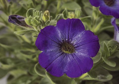 Foto fiore da  Vaso, aiuola, balcone, basket Petunia pendula Sanguna® Atomic Blue