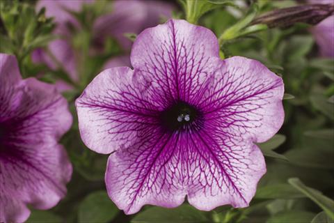 Foto fiore da  Vaso, aiuola, balcone, basket Petunia pendula Sanguna® Rose Vein