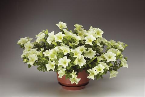 photo of flower to be used as: Pot, bedding, patio, basket Petunia pendula Sanguna® Pastel Yellow