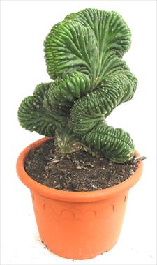 photo of flower to be used as: Pot Cactus Trich.pachanoi cristata