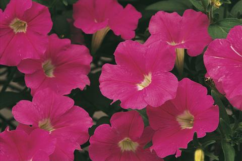 Foto fiore da  Vaso, aiuola, balcone, basket Petunia x hybrida Whispers® Bright Pink