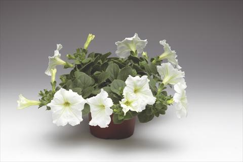 Foto fiore da  Vaso, aiuola, balcone, basket Petunia pendula Sanguna® Vanilla