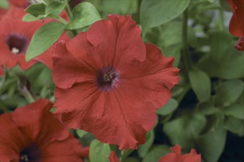 Foto fiore da  Vaso, aiuola, balcone, basket Petunia pendula Sanguna® Red