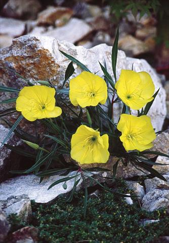 Foto fiore da  Aiuola e/o bordura Oenothera macrocarpa Silver Wings