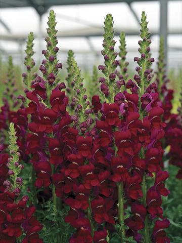 Foto fiore da  Vaso e aiola Antirrhinum majus Opus Bright Red