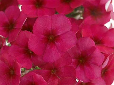 Foto fiore da  Vaso e aiola Phlox Primavera Violet