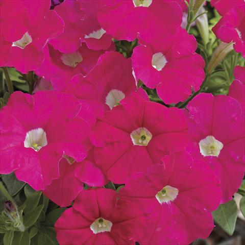 photo of flower to be used as: Pot and bedding Petunia milliflora Picobella Rose