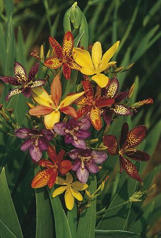 photo of flower to be used as: Bedding / border plant Pardancanda norrisii Dazzler