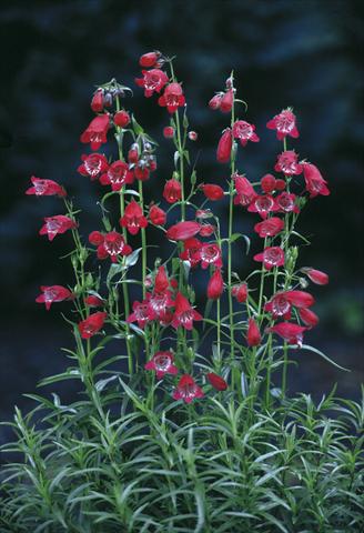 Foto fiore da  Vaso e aiola Penstemon x mexicali Sunburst Ruby