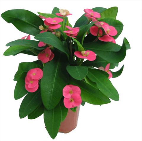 Foto fiore da  Vaso Euphorbia x martinii Pink Cadilac