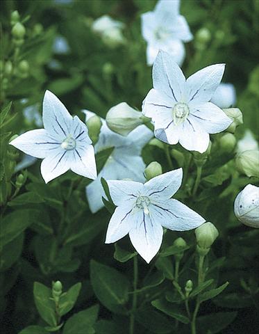 Foto fiore da  Aiuola e/o bordura Platycodon grandiflorus Fairy Snow