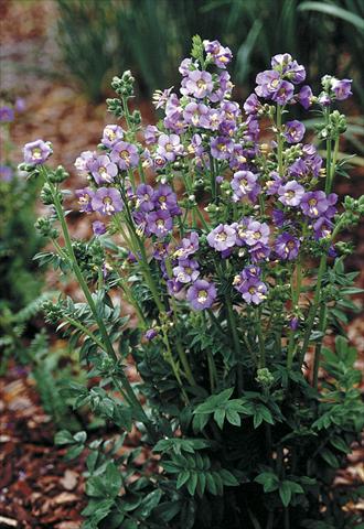 photo of flower to be used as: Bedding / border plant Polemonium boreale Heavenly Habit
