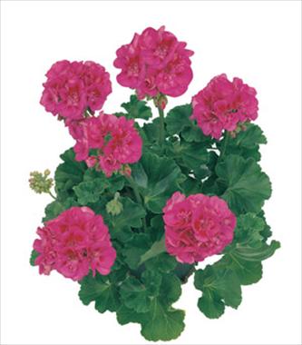 photo of flower to be used as: Patio, pot Pelargonium zonale Mintaka