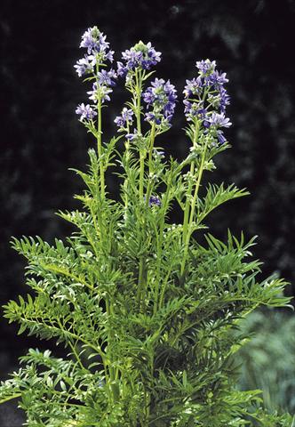 Foto fiore da  Vaso e aiola Polemonium caeruleum Filigree Skies