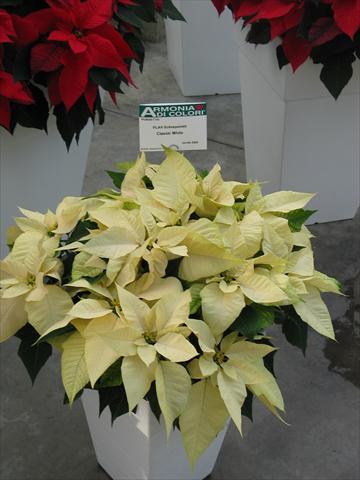 Foto fiore da  Vaso Poinsettia - Euphorbia pulcherrima Classic White