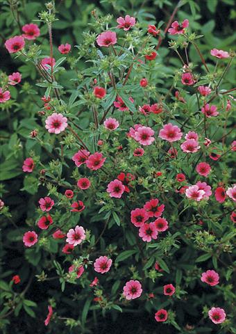 Foto fiore da  Aiuola e/o bordura Potentilla nepalensis Ron McBeath