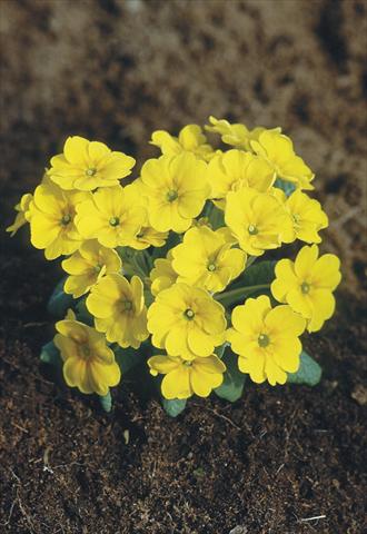 Foto fiore da  Vaso e aiola Primula x pruhoniciana Bergfrühling® Yellow