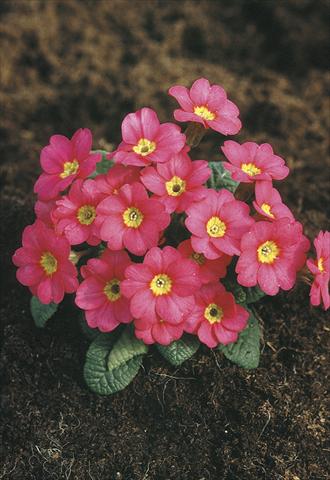 Foto fiore da  Vaso e aiola Primula x pruhoniciana Bergfrühling® Pink