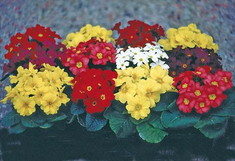 Foto fiore da  Vaso e aiola Primula x pruhoniciana Bergfrühling® Mixture