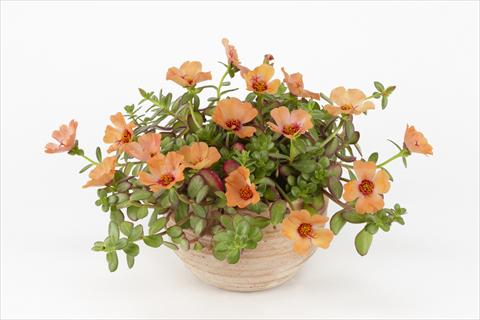 Foto fiore da  Vaso, aiuola, balcone, basket Portulaca Duna® Peach