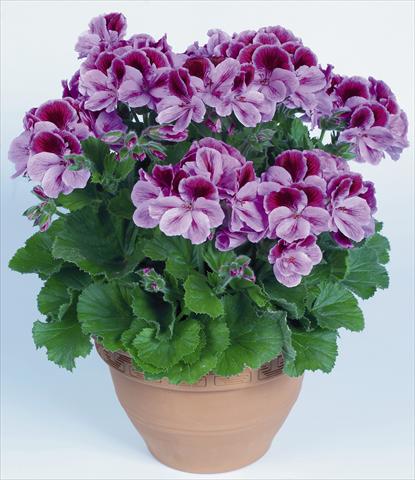 Foto fiore da  Vaso Pelargonium grandiflorum pac® Aristo® Clarina