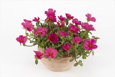 Foto fiore da  Vaso, aiuola, balcone, basket Portulaca Duna® Purple