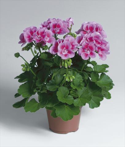 Foto fiore da  Balcone, vaso Pelargonium zonale Flower Fairy Rose