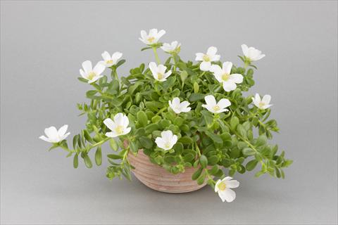 Foto fiore da  Vaso, aiuola, balcone, basket Portulaca Duna® White