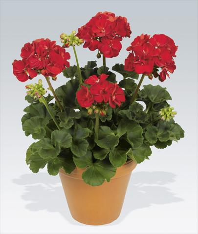 Foto fiore da  Vaso, aiuola, balcone Pelargonium zonale pac® Victor Improved