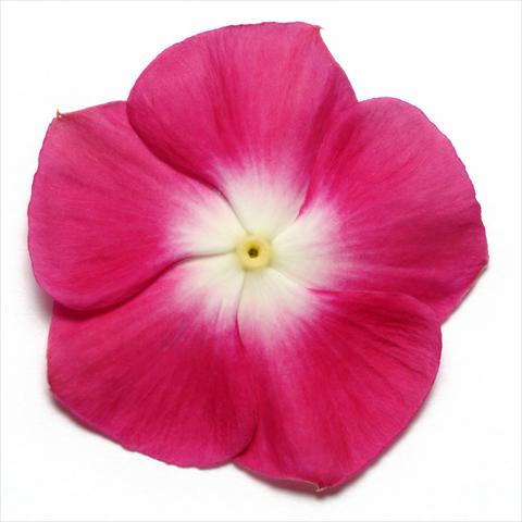 Foto fiore da  Vaso e aiola Catharanthus roseus - Vinca Pacifica Burgundy Halo XP