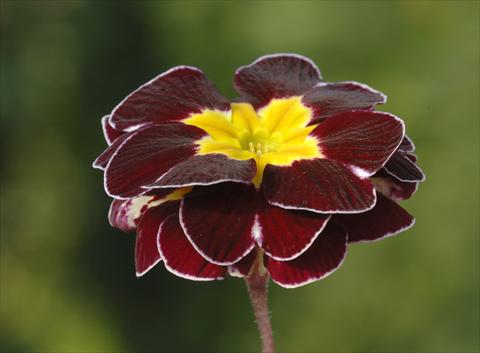 Foto fiore da  Vaso, aiuola, balcone, basket Primula x tommasinii You and Me Maroon Laced F1