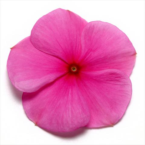 Foto fiore da  Vaso e aiola Catharanthus roseus - Vinca Pacifica Lilac XP