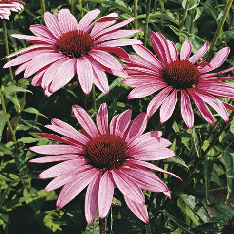 Foto fiore da  Aiuola e/o bordura Echinacea purpurea Magnus