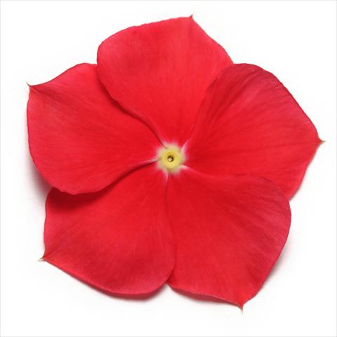 photo of flower to be used as: Pot and bedding Catharanthus roseus - Vinca Pacifica Really Red XP