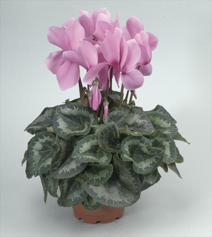 Foto fiore da  Vaso e aiola Cyclamen persicum Rainier Lilac