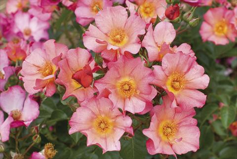 photo of flower to be used as: Bedding / border plant Rosa floribunda Kampay