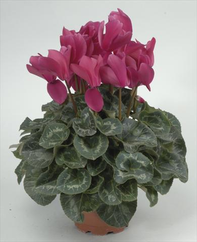 Foto fiore da  Vaso e aiola Cyclamen persicum Rainier Purple