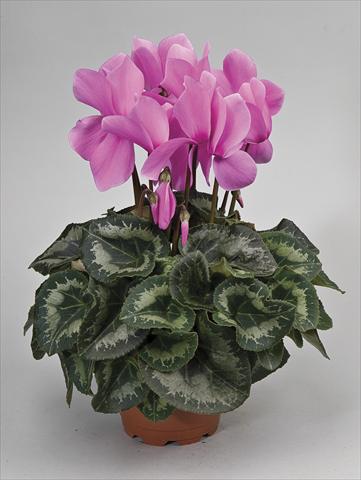 Foto fiore da  Vaso e aiola Cyclamen persicum Rainier Lilac