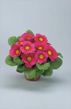 Foto fiore da  Vaso e aiola Primula acaulis, veris, vulgaris Eblo Lampone