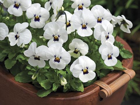 Foto fiore da  Vaso e aiola Viola cornuta Penny White Blotch