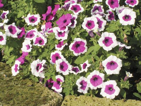 Foto fiore da  Vaso, aiuola, balcone, basket Petunia Happy Gal