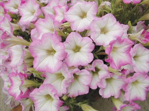 photo of flower to be used as: Pot, bedding, patio, basket Petunia Happy mini Nir