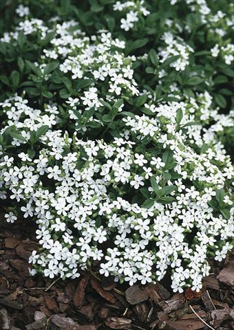 Foto fiore da  Aiuola e/o bordura Saponaria ocymoides Snow Tip