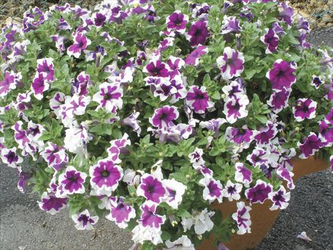 Foto fiore da  Vaso, aiuola, balcone, basket Petunia Happy Sofia