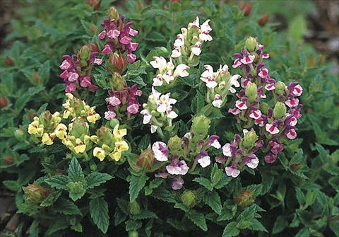 photo of flower to be used as: Bedding / border plant Scutellaria alpina Arcobaleno