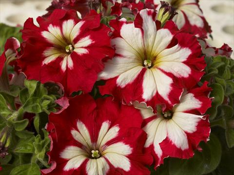 Foto fiore da  Vaso, aiuola, balcone, basket Petunia x hybrida Can Can Harlequin Cherry Rose